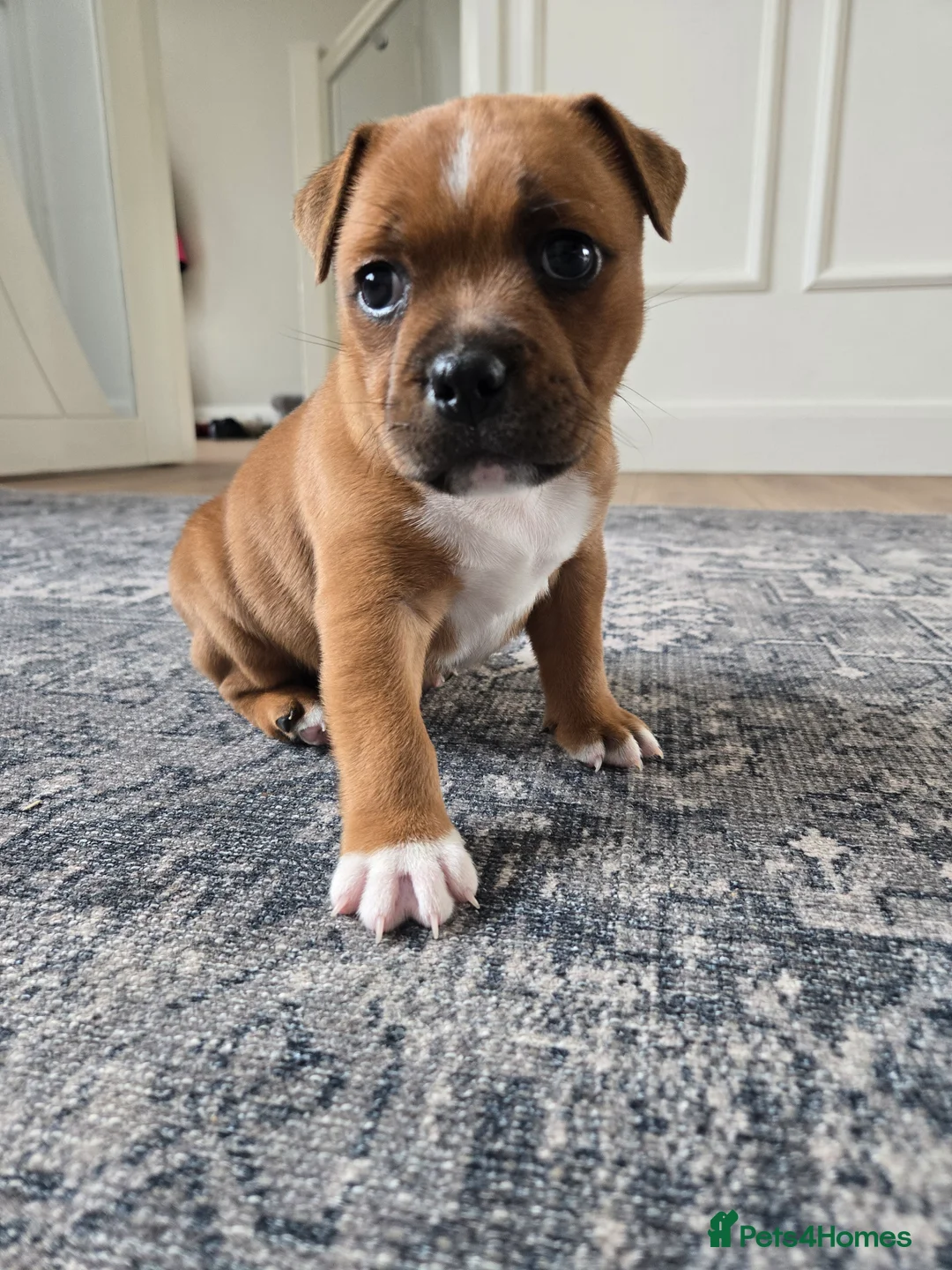 Staffordshire Bull Terrier dogs for sale: Top tier KC red staffordshire bullterrier male pup in Swansea - Advert 12