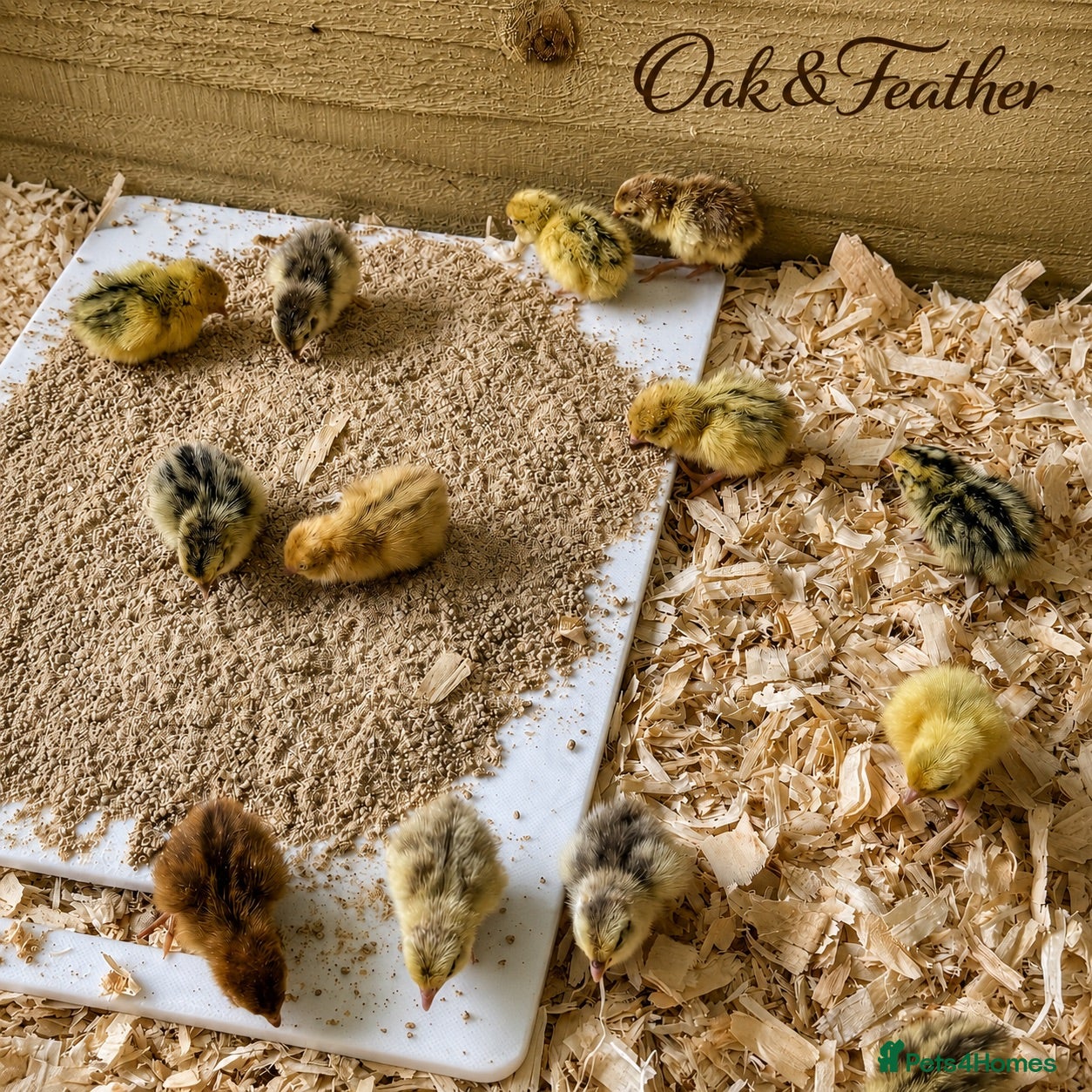 Quail poultry Celadon & Coturnix Quail | Pre-Orders Open - Advert 2