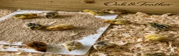 Quail poultry for sale: Celadon & Coturnix Quail | Pre-Orders Open - Advert 2