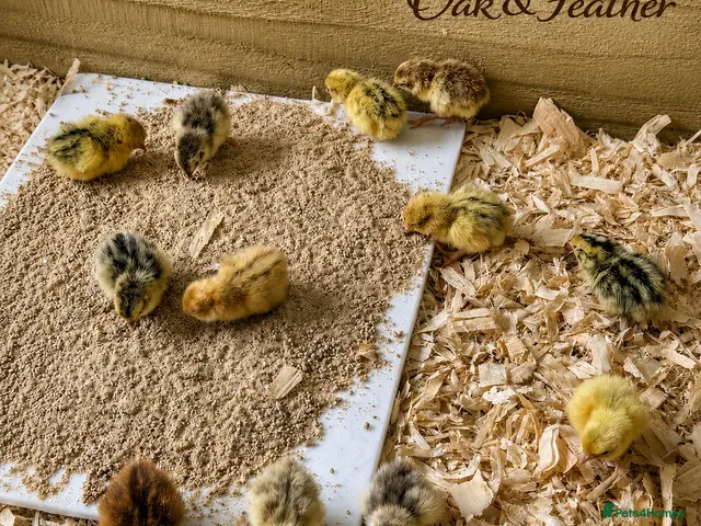 Quail poultry for sale: Celadon & Standard Quail | 1 Week to POL - Advert 2