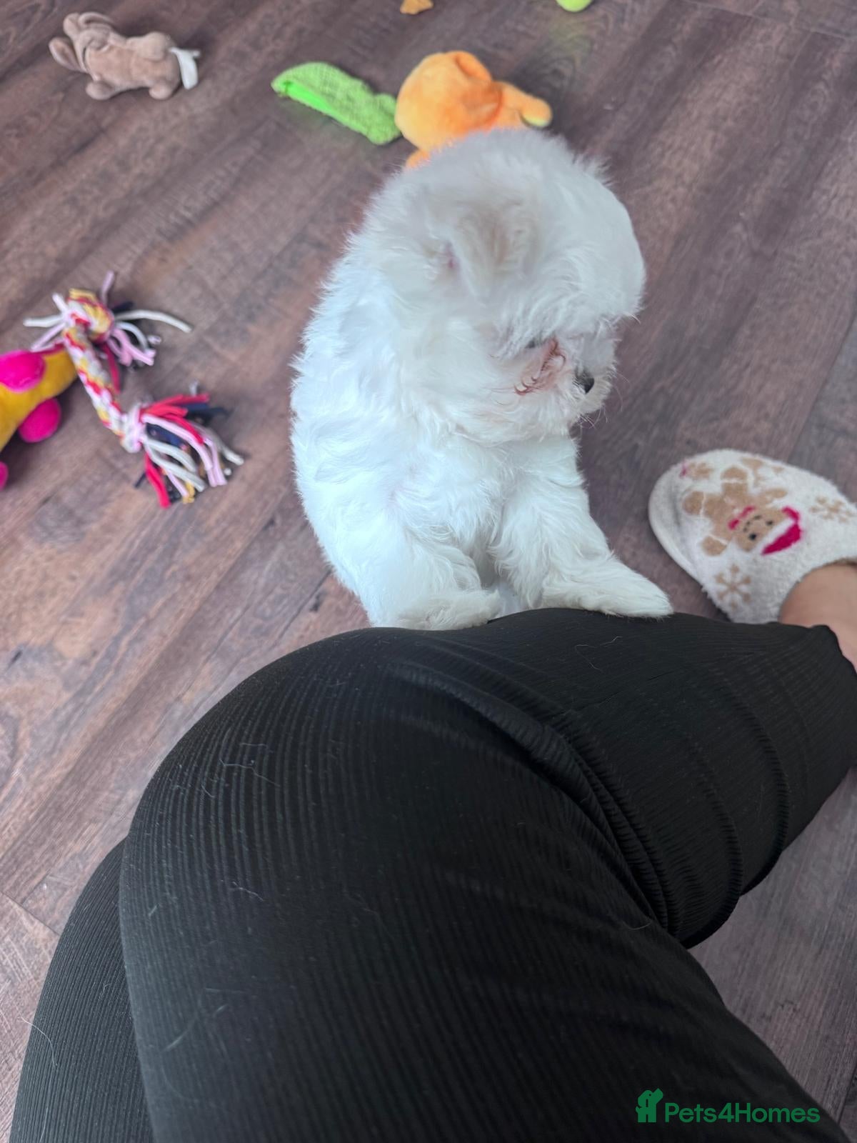 Maltese dogs ✨Korean Maltese Puppies ✨ - Advert 2