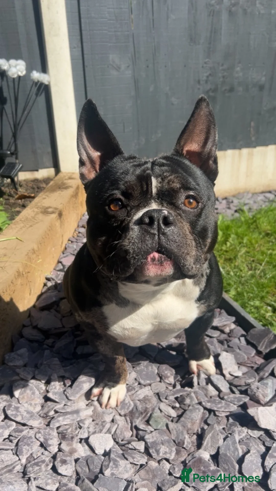 American Bulldog dogs for stud: Black Trindle merl micro pocket bully stud  in Sutton-in-Ashfield - Advert 1