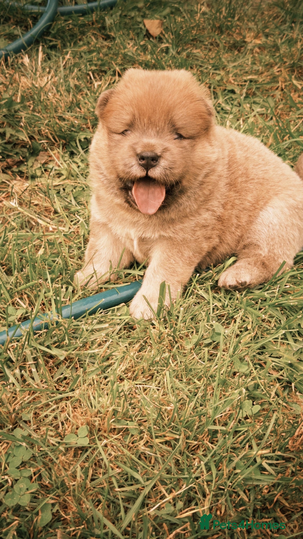 Chow Chow dogs 5 Beautiful Multi Coloured Chow Chows 💙🩷 - Advert 2