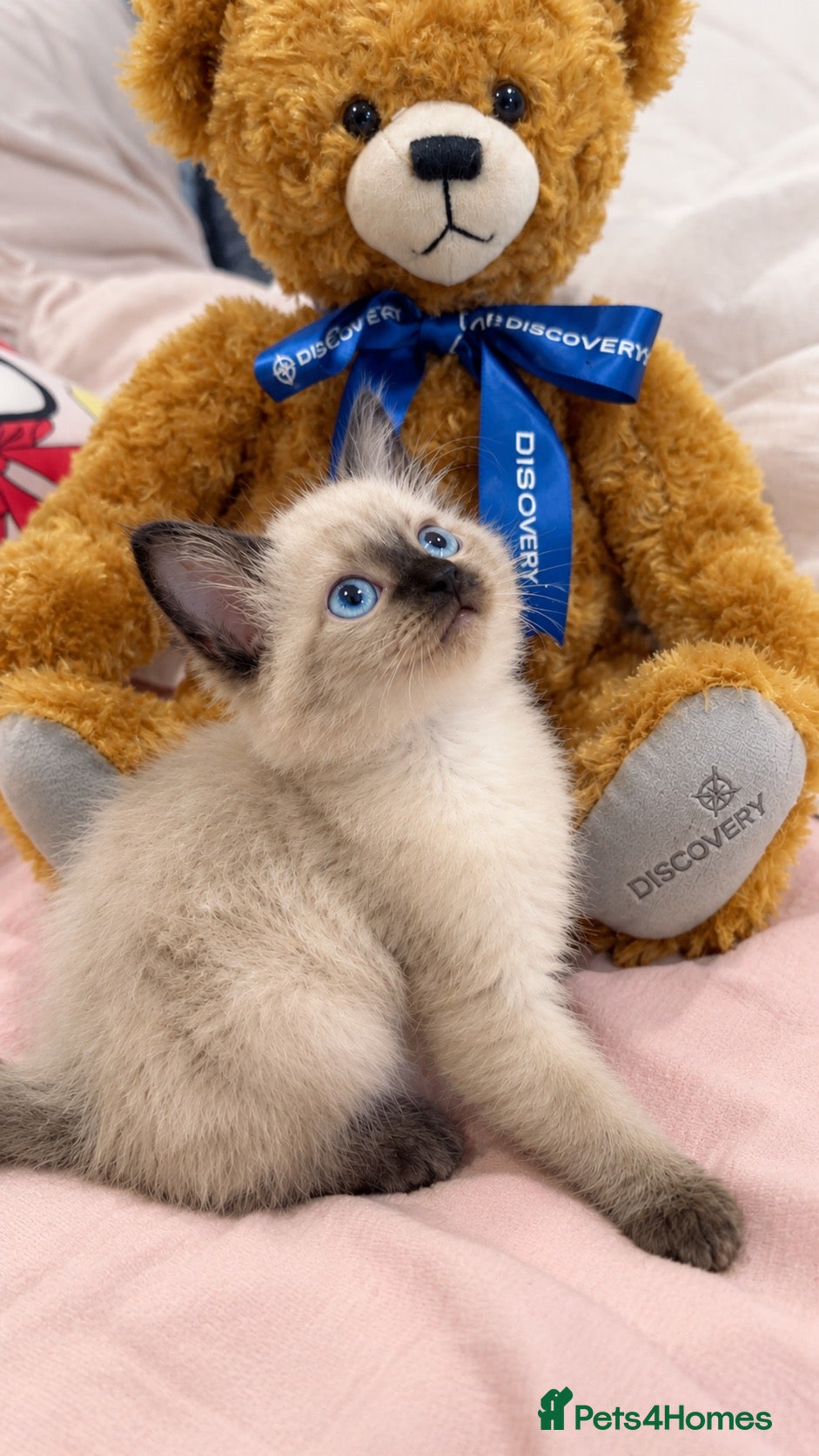 Ragdoll cats Ragdoll Siamese mix kitten!!  - Advert 5