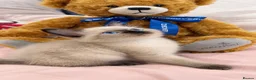 Ragdoll cats for sale: Ragdoll Siamese mix kitten!!  - Advert 1