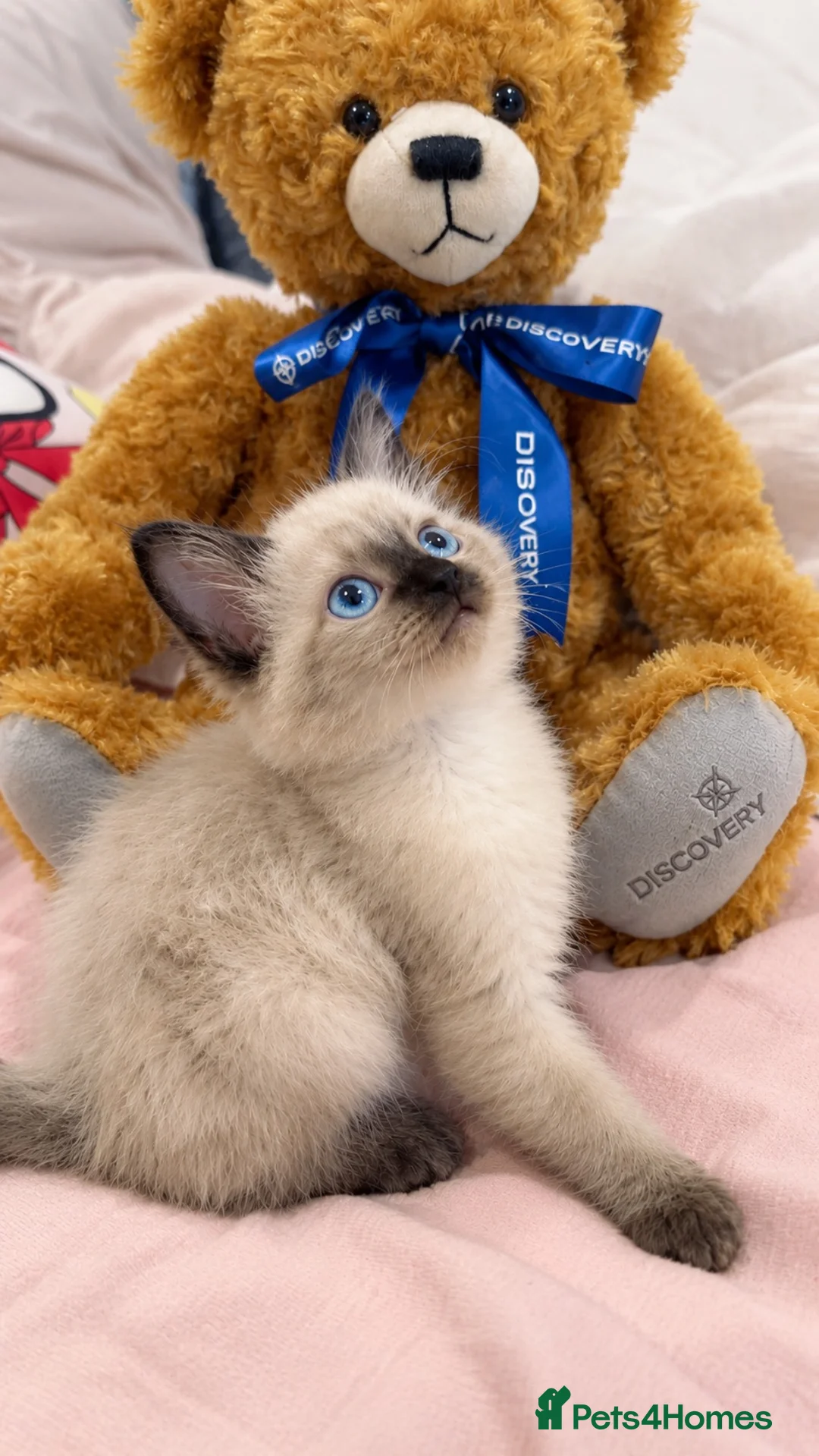 Ragdoll cats for sale: Ragdoll Siamese mix kitten!!  - Advert 1