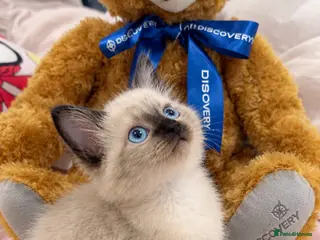 Ragdoll cats Ragdoll Siamese mix kitten!! - Advert 5