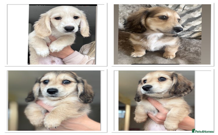 Miniature Dachshund dogs in Liverpool - Advert 1