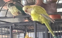 Parrots birds for sale: Conure and Quaker parrots - Image 6