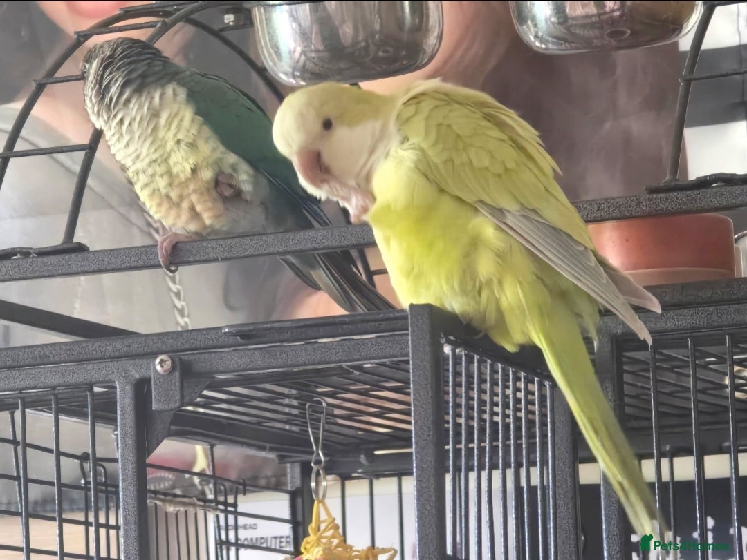 Parrots birds for sale: Conure and Quaker parrots - Image 6