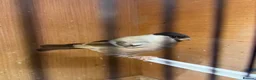 Finches birds for sale: Siberian bullfinches  in South Ockendon - Advert 4