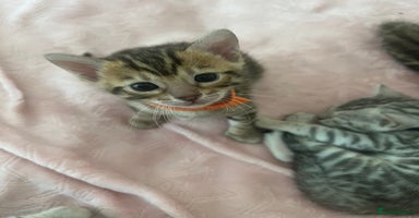 Bengal cats - Advert 16