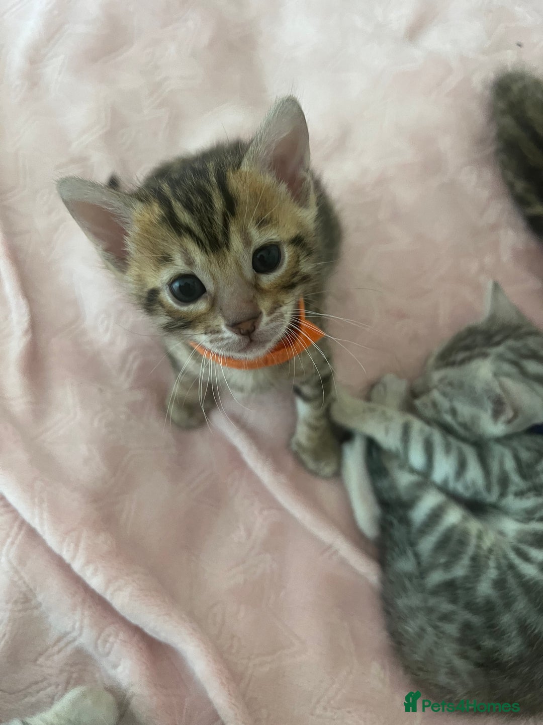 Bengal cats for sale: Last Brown Bengal Girl Available  - Image 3