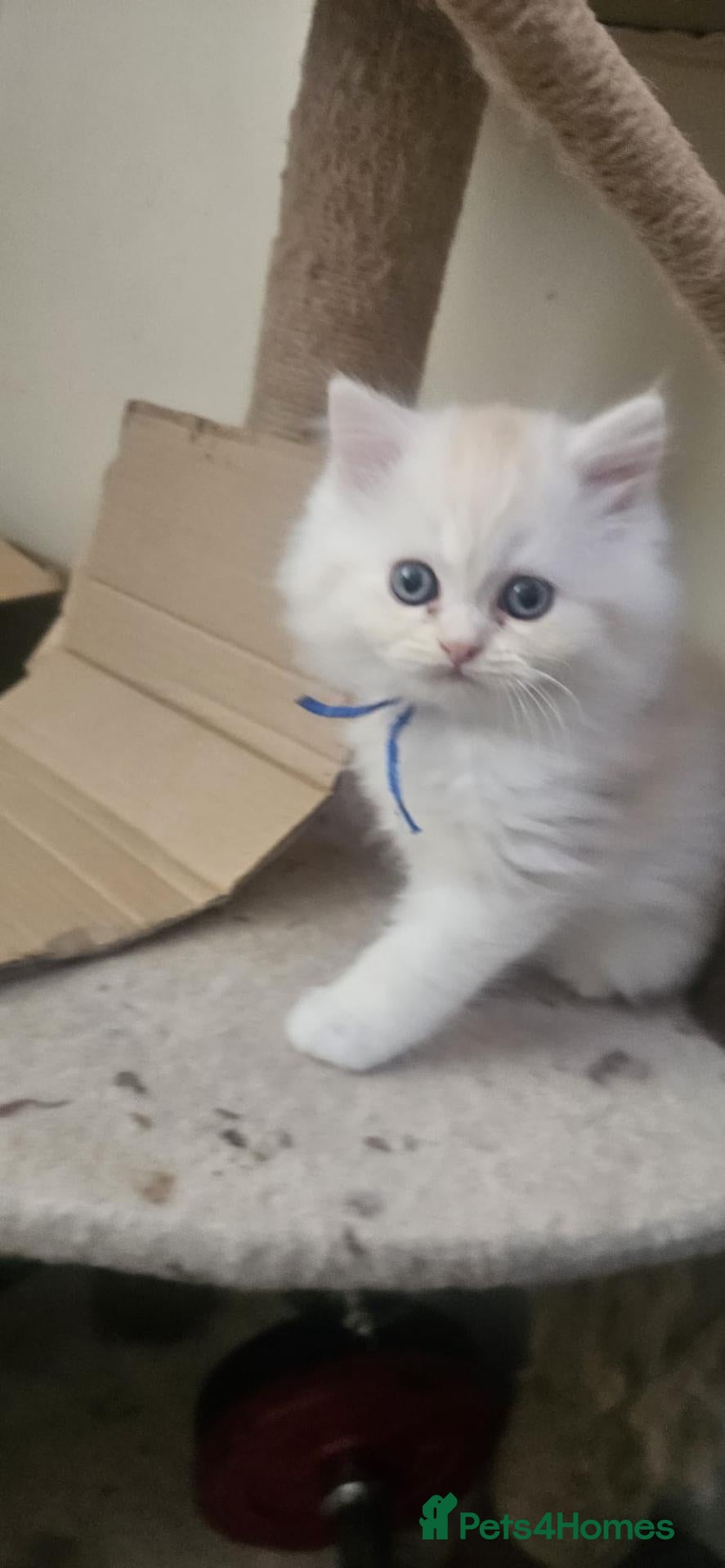 Persian cats 3 beautiful persain  kittens  for sale  - Advert 1