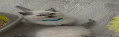 Ragdoll Kitten 2 blue collar 💙 