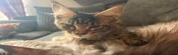 Maine Coon cats for sale: GCCF Registered Maine Coon kittens ❤️ - Advert 7