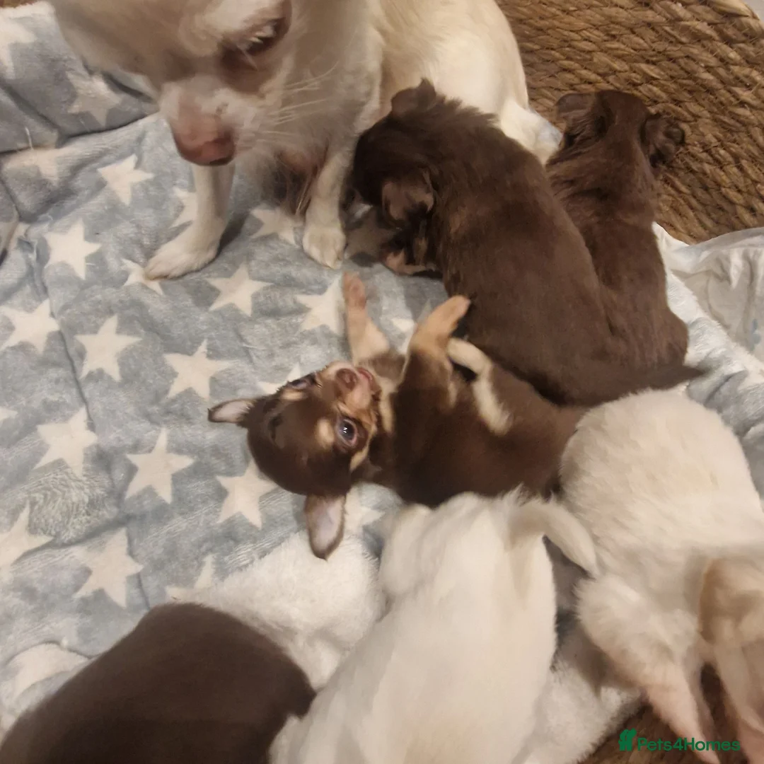 Chihuahua dogs for sale: Long coat Chihuahua puppies  - Advert 1
