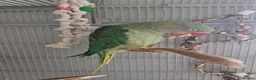 Parakeets birds for sale: Female Alexandrine dna'd - Advert 2