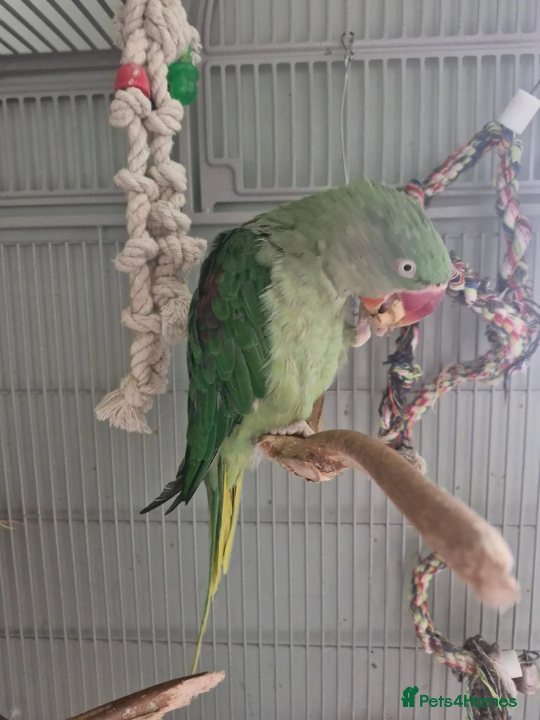 Parakeets birds for sale: Female Alexandrine dna'd - Advert 2