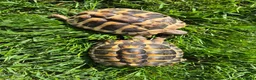 Hermann Tortoise reptiles for sale: A pair of hermann tortoises  - Advert 2