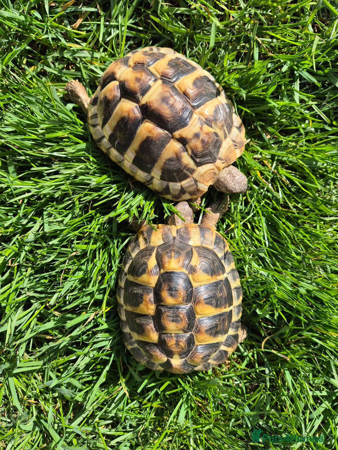 Hermann Tortoise reptiles for sale: A pair of hermann tortoises  - Advert 2
