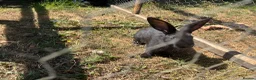 Mixed Breed rabbits for sale: Mixed baby rabbits - Advert 3