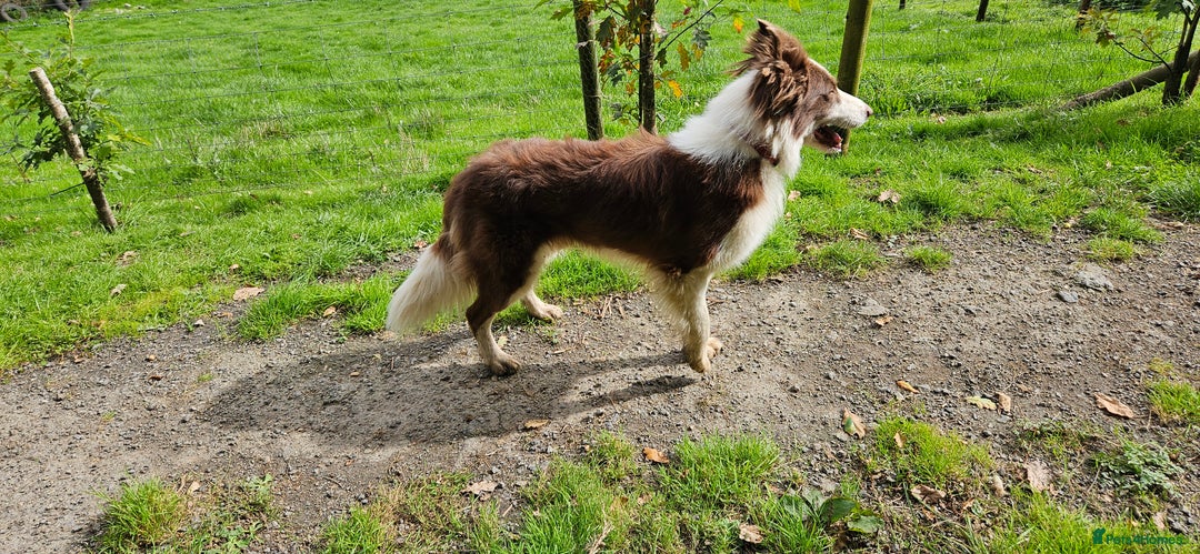 Border Collie dogs for sale: Border collies - Image 2