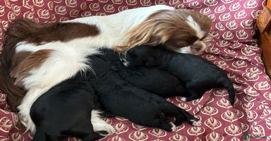Mixed Breed dogs - Advert 8