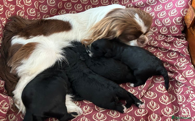 Mixed Breed dogs - Advert 3