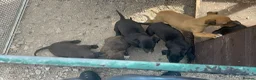 Lurcher dogs for sale: Lurcher puppies  in Manchester - Advert 6
