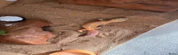 Leopard Gecko reptiles for sale: Female Leopard Gecko in Tetbury - Advert 4