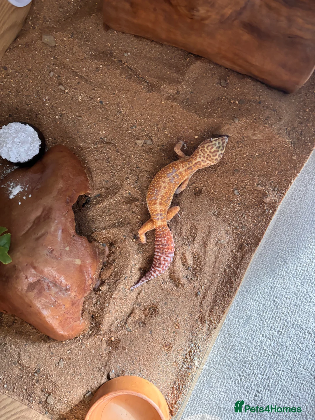 Leopard Gecko reptiles for sale: Female Leopard Gecko in Tetbury - Advert 4