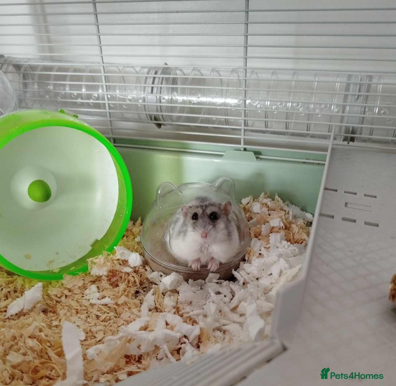 Hamster rodents Hamster for sale with all the extras - Advert 2