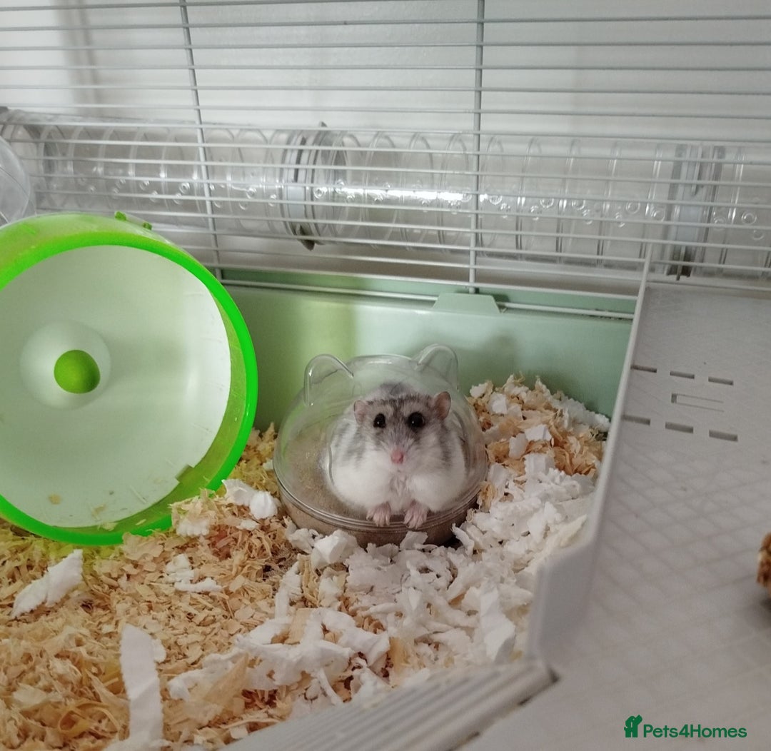 Hamster rodents for sale: Dwarf Hamster for sale with all the extras - Advert 1