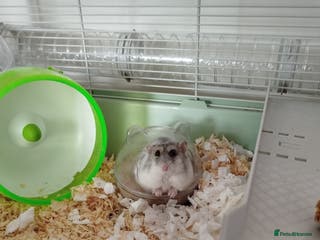 Hamster rodents Dwarf Hamster for sale with all the extras - Advert 3