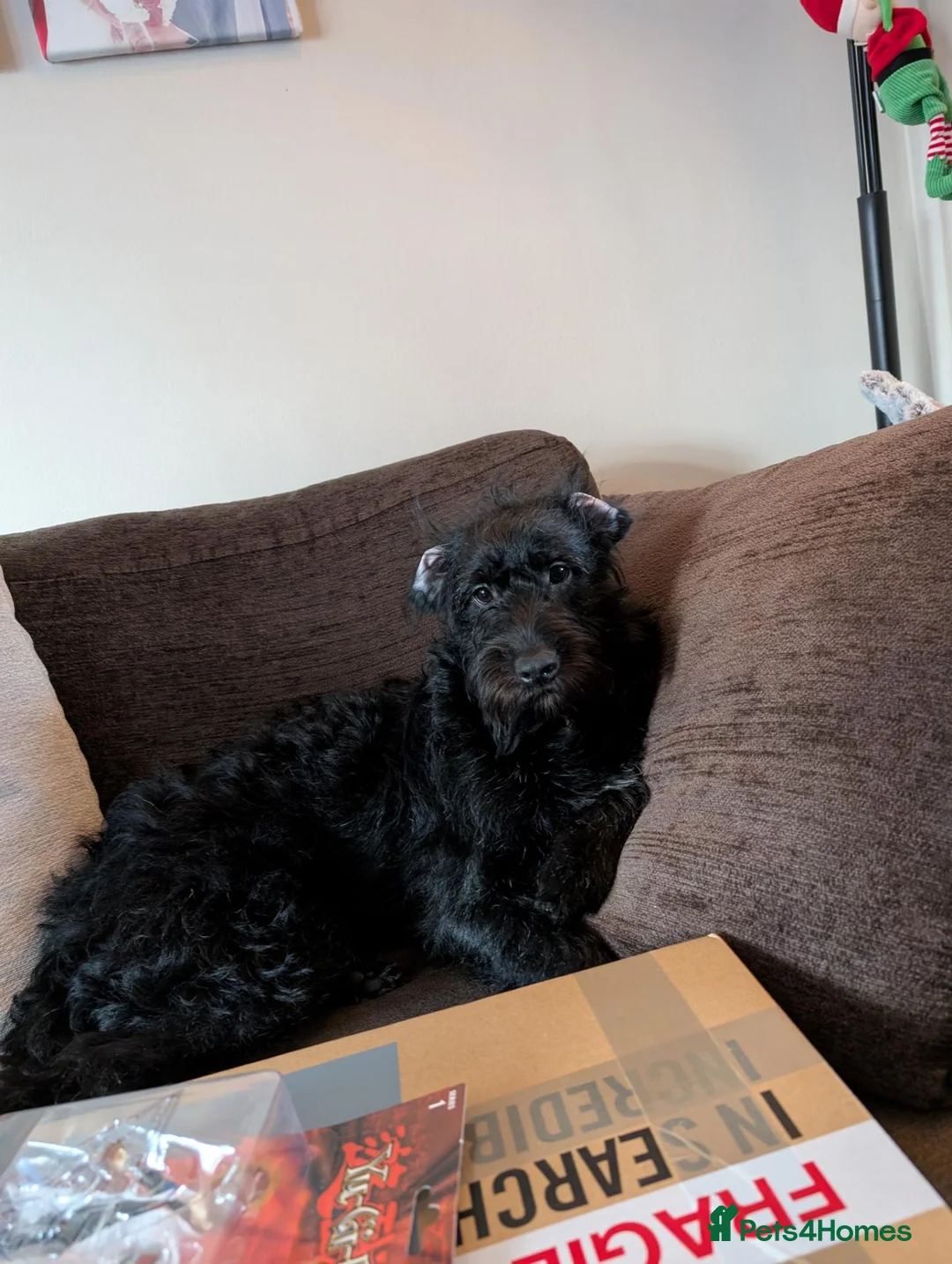 Labradoodle dogs for sale: Matilda (Tilly) - Advert 3
