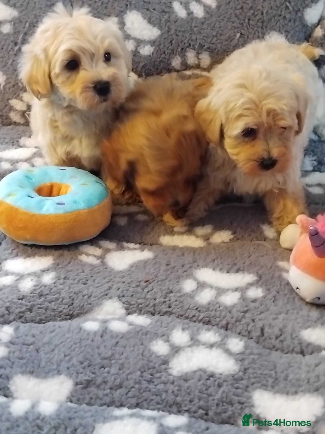 Maltipoo dogs for sale: Maltipoo puppies  - Advert 4