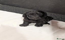 Cockapoo dogs for sale: F1 Miniature Phantom Cockapoos  READY NOW  in Chulmleigh - Image 4