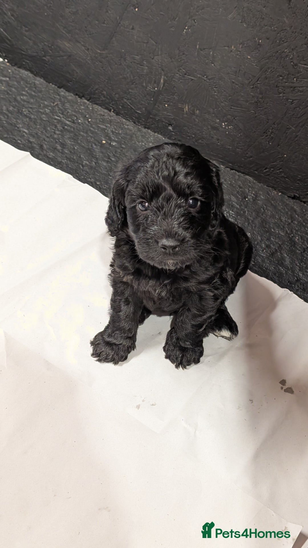 Cockapoo dogs for sale: F1 Miniature Phantom Cockapoos  READY NOW  in Chulmleigh - Image 4