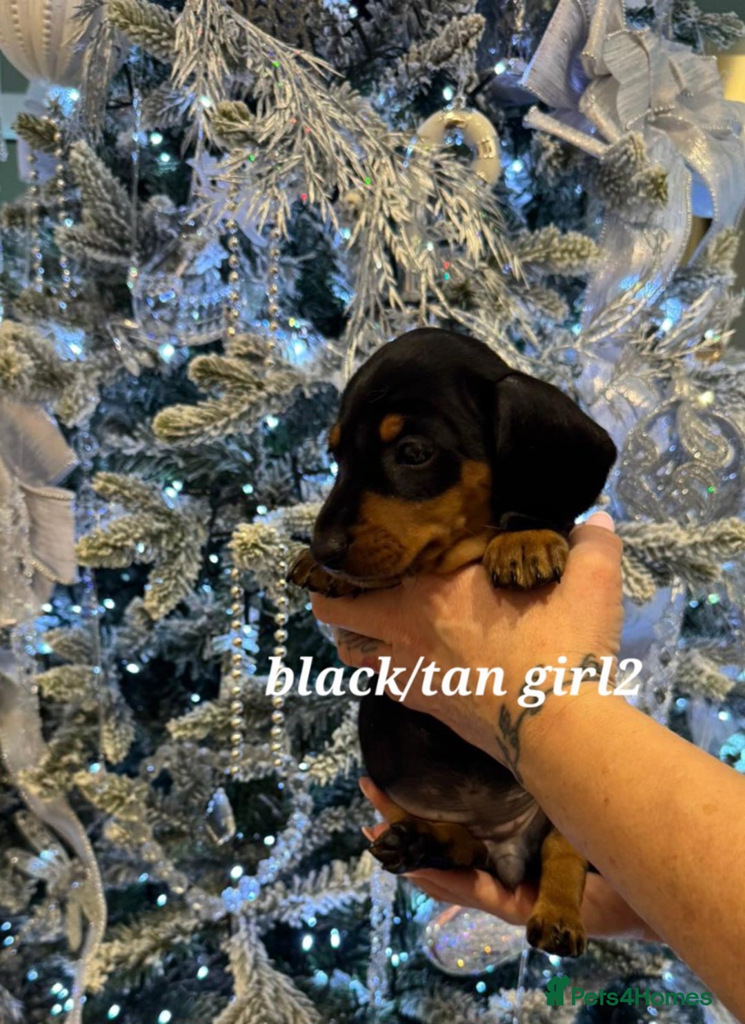 Miniature Dachshund dogs for sale: 🌟READY NOW🌟🐾Smooth coat Miniature Dachshund 🐾 - Advert 9