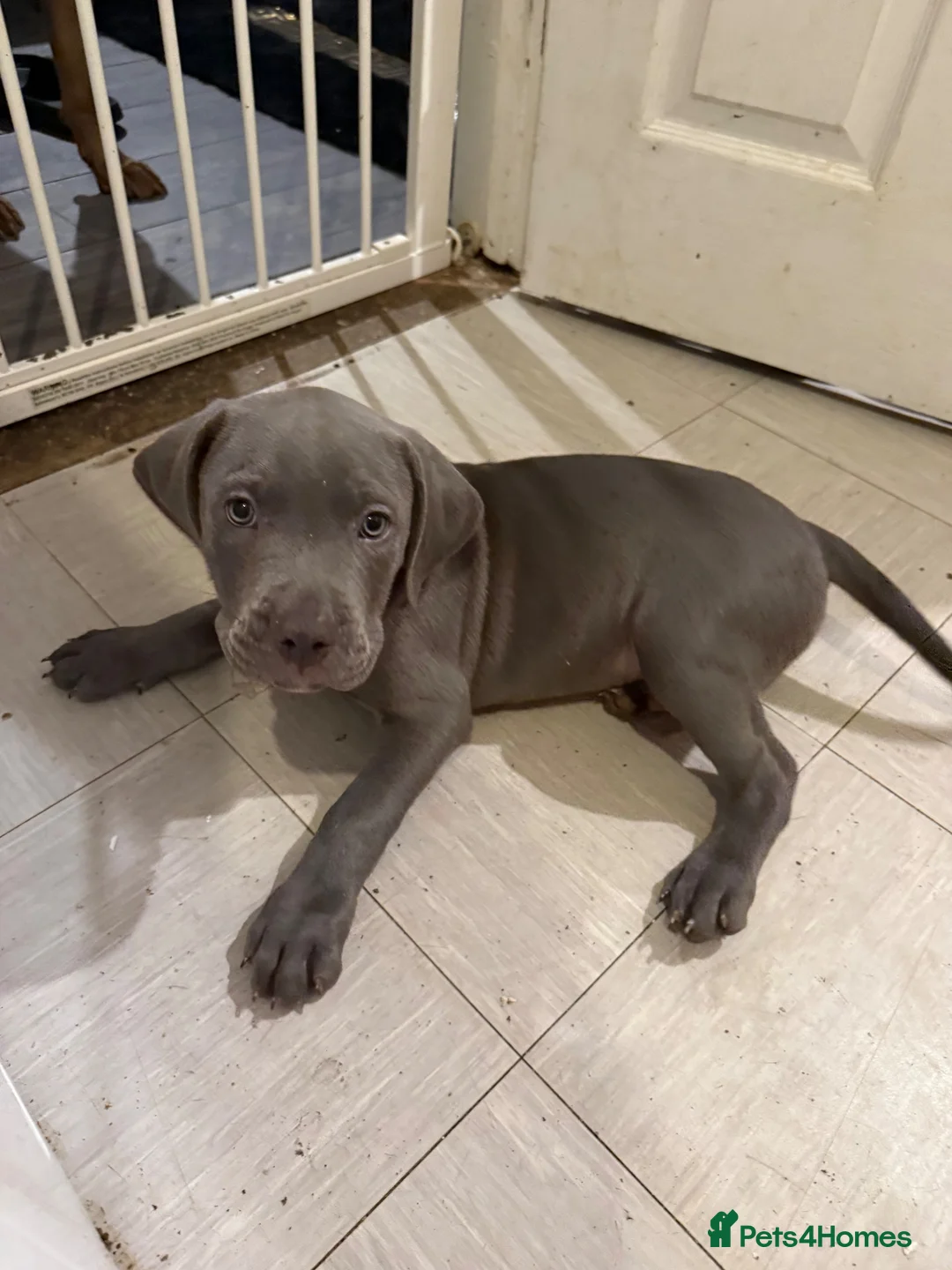 Mixed Breed dogs for sale: Irish staff cross  in Coventry - Advert 2