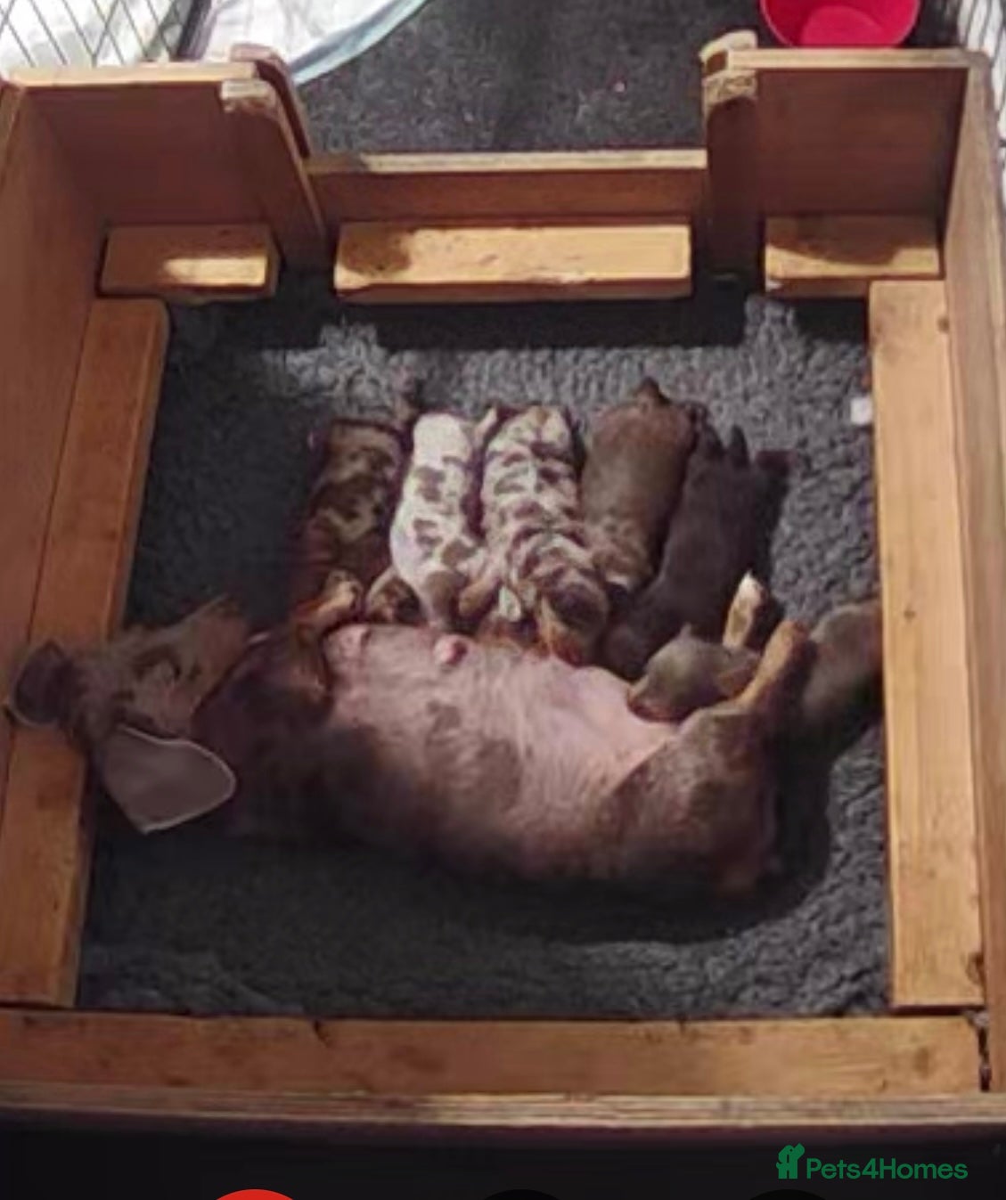 Miniature Dachshund dogs True miniature dashaunds  - Advert 2