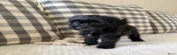 Cockapoo dogs for sale: Health tested cockapoo puppies  - Advert 22