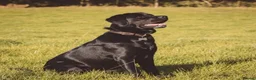 Labrador Retriever dogs for sale: CHUNKY SHOW TYPE BLACK KC REG LABRADOR PUPPIES - Advert 1