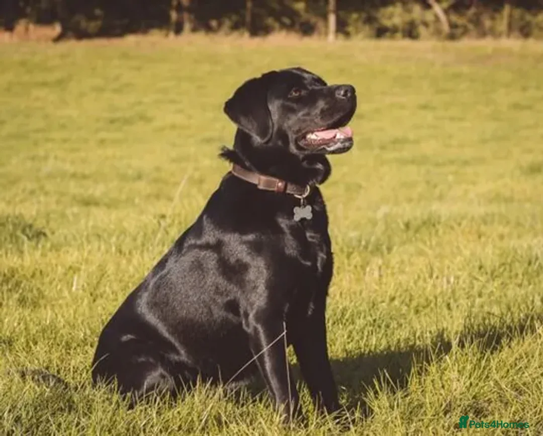 Labrador Retriever dogs for sale: CHUNKY SHOW TYPE BLACK KC REG LABRADOR PUPPIES - Advert 1
