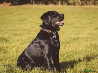 Labrador Retriever dogs CHUNKY SHOW TYPE BLACK KC REG LABRADOR PUPPIES - Advert 1