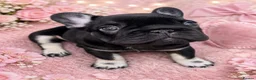 French Bulldog dogs for sale: KC registered French Bulldog puppies - Advert 5