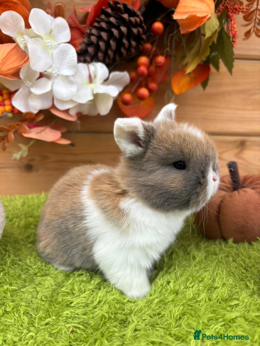 Mini Lop rabbits for sale: Well Socialised Mini Lops - Advert 5