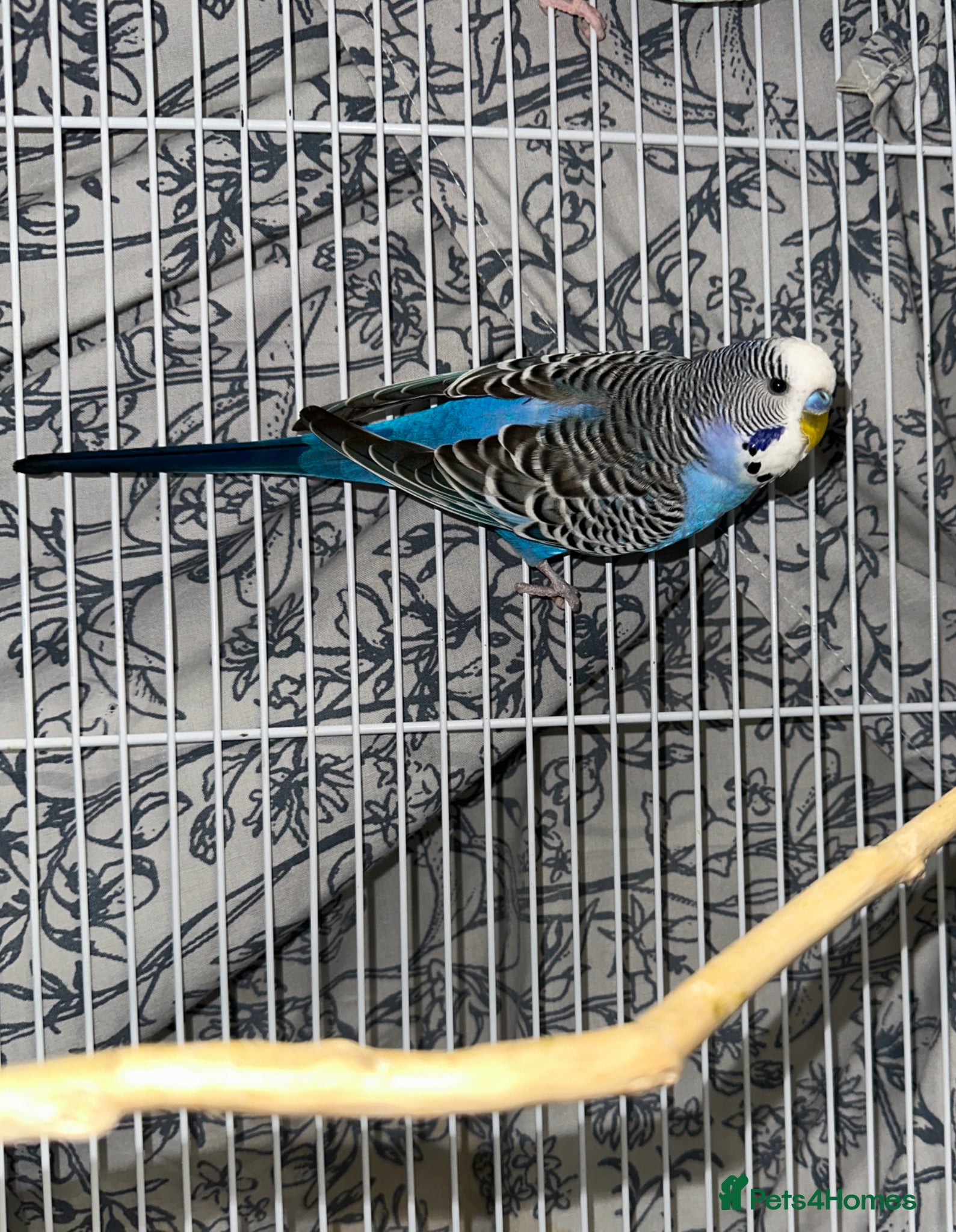 Budgerigars birds Male Budgie  - Advert 2