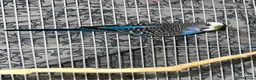 Budgerigars birds for sale: Male Budgie  in Bracknell - Advert 1